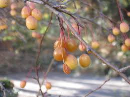Attēlu rezultāti vaicājumam “Malus mandshurica”