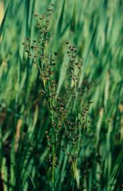 Attēlu rezultāti vaicājumam “Juncus alpinoarticulatus fruit”