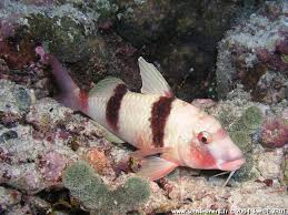 Image result for Parupeneus trifasciatus