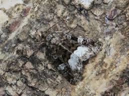 Attēlu rezultāti vaicājumam “Protodeltote pygarga”