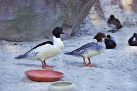 Attēlu rezultāti vaicājumam “Mergus merganser”