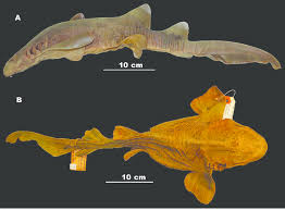 Image result for Ginglymostoma unami