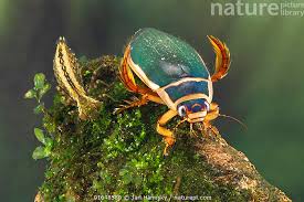 Attēlu rezultāti vaicājumam “Dytiscus marginalis”