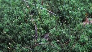 Attēlu rezultāti vaicājumam “Pleurocarpous mosses sporophyte”