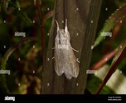 Attēlu rezultāti vaicājumam “Cucullia umbratica”