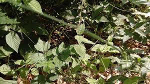 Attēlu rezultāti vaicājumam “Circaea lutetiana leaf”