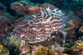 Image result for Mycteroperca bonaci