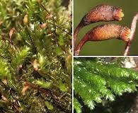 Attēlu rezultāti vaicājumam “Eurhynchiastrum pulchellum”