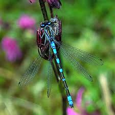 Attēlu rezultāti vaicājumam “Coenagrion armatum male”