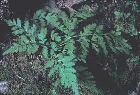 Attēlu rezultāti vaicājumam “Cystopteris fragilis”