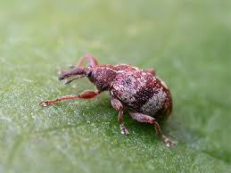 Attēlu rezultāti vaicājumam “Anthonomus phyllocola”