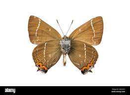 Attēlu rezultāti vaicājumam “Satyrium w-album underside”