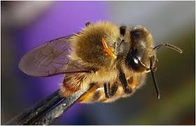 Attēlu rezultāti vaicājumam “Meloe sp.”