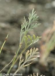 Attēlu rezultāti vaicājumam “Eschscholzia californica leaf”