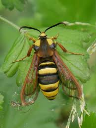 Attēlu rezultāti vaicājumam “Sesia apiformis”
