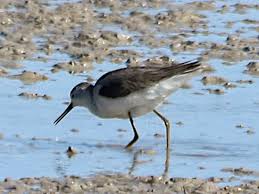 Attēlu rezultāti vaicājumam “Tringa stagnatilis adult”