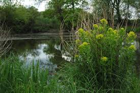 Attēlu rezultāti vaicājumam “Euphorbia palustris flower”