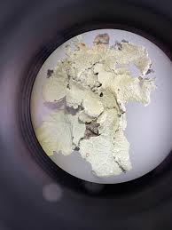 Attēlu rezultāti vaicājumam “Cetrelia olivetorum”