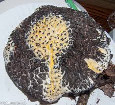 Attēlu rezultāti vaicājumam “Hypomyces armeniacus”