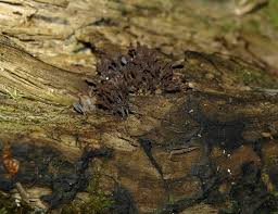 Attēlu rezultāti vaicājumam “Stemonitis splendens”