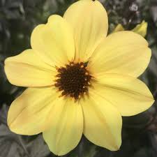 Image result for Dahlia hybrid.
