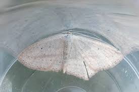 Attēlu rezultāti vaicājumam “Scopula floslactata imago”