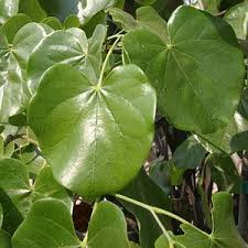 Attēlu rezultāti vaicājumam “Cercis siliquastrum”