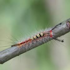 Attēlu rezultāti vaicājumam “Orgyia antiqua”