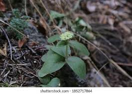 Attēlu rezultāti vaicājumam “Hylotelephium maximum leaf”