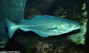 Image result for Pollachius virens