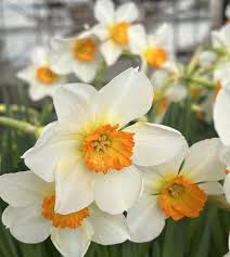 Attēlu rezultāti vaicājumam “Narcissus flower”