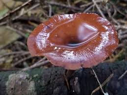 Attēlu rezultāti vaicājumam “Polyporus badius”