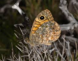 Attēlu rezultāti vaicājumam “Lasiommata megera male”