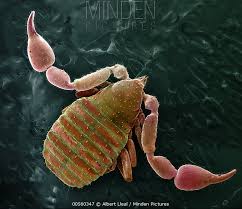 Attēlu rezultāti vaicājumam “Chelifer cancroides”