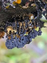 Attēlu rezultāti vaicājumam “Badhamia utricularis”