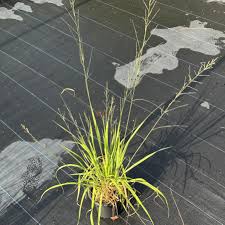 Attēlu rezultāti vaicājumam “Molinia caerulea”