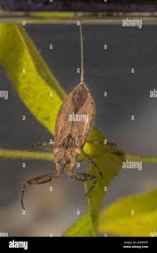 Attēlu rezultāti vaicājumam “Nepa cinerea imago”