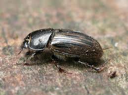 Attēlu rezultāti vaicājumam “Aphodius subterraneus”