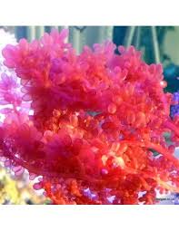 Attēlu rezultāti vaicājumam “Lycogala botrydium macro”