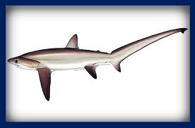 Image result for Alopias superciliosus