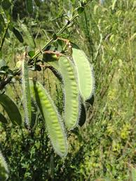 Image result for Cytisus scoparius