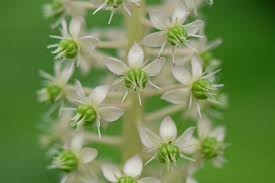 Attēlu rezultāti vaicājumam “Phytolacca acinosa”