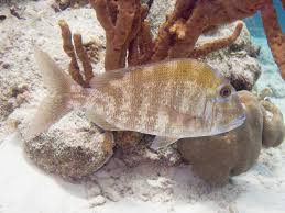 Image result for Calamus bajonado