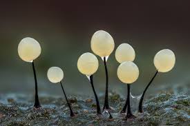 Attēlu rezultāti vaicājumam “Comatricha nigra spores”