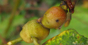 Attēlu rezultāti vaicājumam “Rabdophaga salicis”