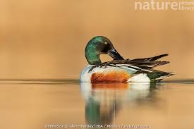 Attēlu rezultāti vaicājumam “Anas clypeata male”