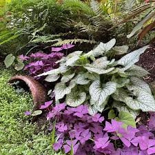 Image result for Brunnera `Jack Frost`