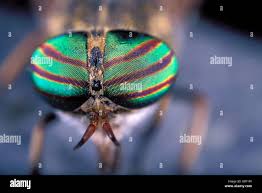 Attēlu rezultāti vaicājumam “Haematopota sp.”