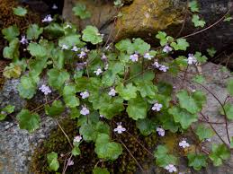 Attēlu rezultāti vaicājumam “Cymbalaria muralis flower”