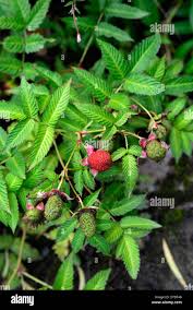 Attēlu rezultāti vaicājumam “Rubus illecebrosus fruit”